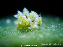 Costasiella kuroshimae! by Amara Abrina 